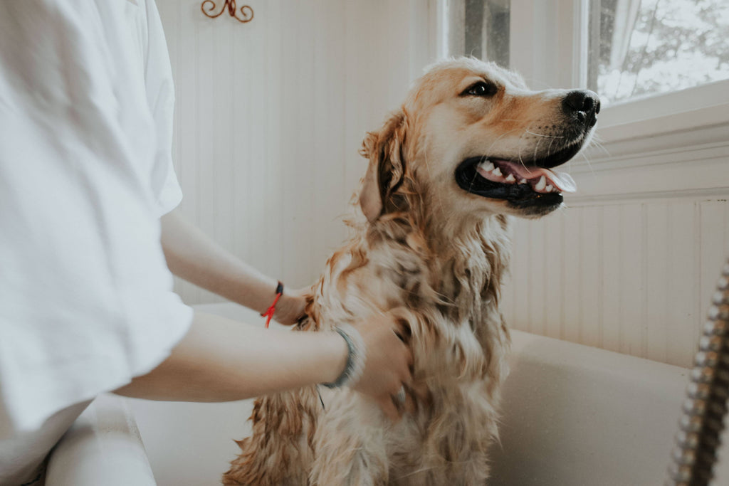 Signs That It’s Time to Send Your Dog to the Groomer